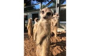 Meet and Greet bei den Erdmännchen/ 1 Familienjahreskarte