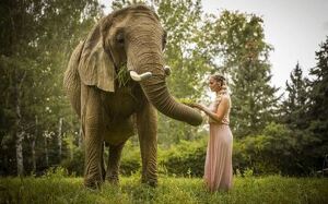 Elefanten-Fotoshooting für zwei Personen