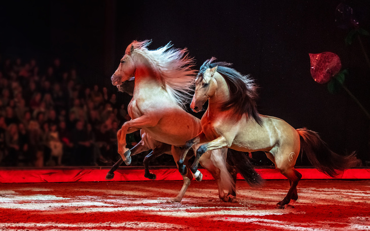 Cavalluna-Paket 2 Tickets für Freitag, den 10.04.2026 um 19.00 Uhr