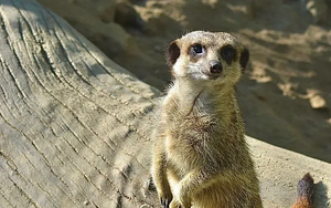 Meet and Greet bei den Erdmännchen/ 1 Familienjahreskarte